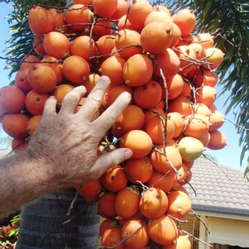 GIANT FOXTAIL PALM PLANT SEEDS 4 SALE ON LINE HERE IN OZ $5