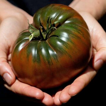BLACK KRIM TOMATO PLANT SEEDS 4 SALE OZ-ONLINE $4 GOD’S HARVEST