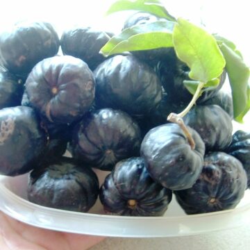 BURDEKIN PLUM TREES IN 45 litre GROW BAGS 6ft here Australia online $138