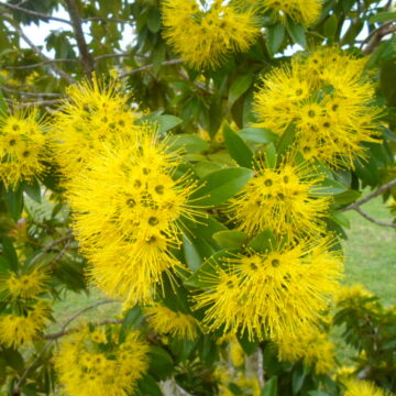 GOLDEN PENDA TREES IN GROW BAGS 4 SALE $55 OZ Xanthostemon chrysanthus