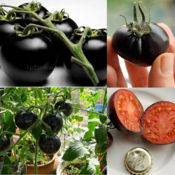 RUSSIAN BLACK CHERRY TOMATO PLANT SEEDS 4 SALE HERE OZ ONLINE $4