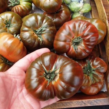 BLACK MAMMOTH HEIRLOOM TOMATO SEEDS 4 SALE HERE AUSTRALIA ONLINE $4