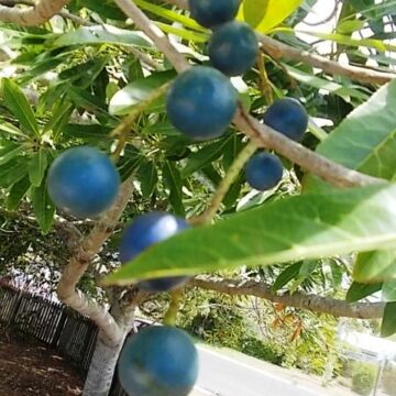 BLUE QUANDONG TREE SEEDS 4 SALE HERE ONLINE AUSTRALIA $1