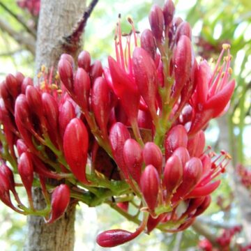 DRUNKEN PARROT TREES AROUND 5-6ft TALL IN GROW BAGS FOR SALE $88