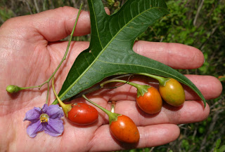 KANGAROO APPLE PLANT SEEDS 4 SALE ONLINE HERE AUSTRALIA $4