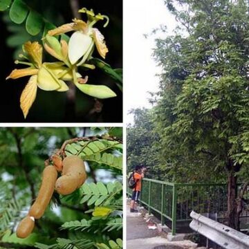 INDIAN TAMARIND TREES IN 45 LITRE BAGS UP TO 2 METRES TALL 4 SALE $138