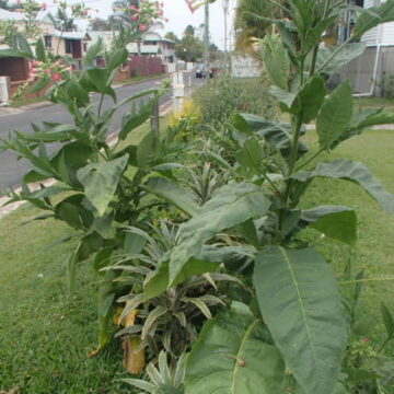 SMOKING TOBACCO SEEDS & PLANTS 4 SALE HERE ON LINE AUSTRALIA $4 NOW.