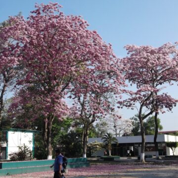 TUBEUIA ROSEA TREE PLANTS $245 IN 45 LITRE GROWBAGS FOR SALE OZ HERE