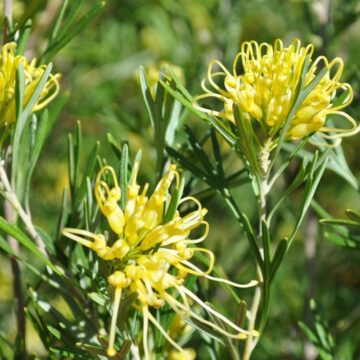 GREVILLEA LEMON SUPREME PLANTS 4 SALE IN 45 litre GROWBAGS OZ $55