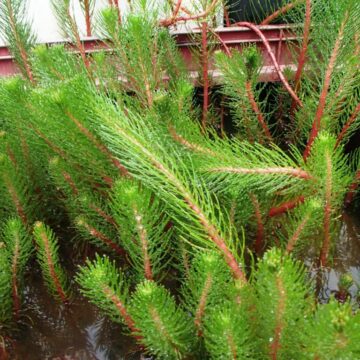 MYRIO FOXTAIL AQUARIUM POND PLANTS 4 SALE HERE ONLINE AUSTRALIA $15