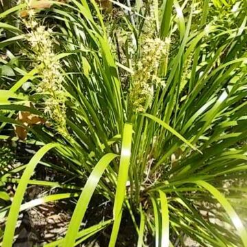 LOMANDRA LANDSCAPE GARDEN CLUMPING GRASS PLANT SEEDS 4 SALE OZ $4