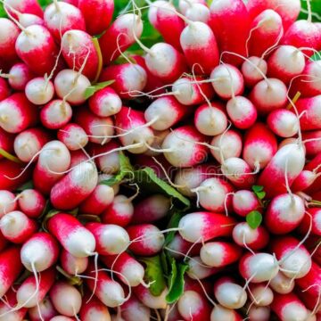 ROOT VEGETABLE RADISH FRENCH BREAKFAST SEEDS FOR SALE HERE OZ $4+P/P
