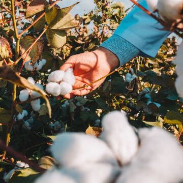 COTTON BUSH PLANTS 4 SALE HERE ONLINE OZ $98