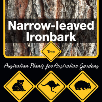 NARROW LEAF IRON BARK TREES IN GROWBAGS FOR SALE HERE OZ $138