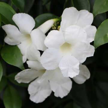 BOWER OF BEAUTY WHITE VINE ALBA PLANT SEEDS 4 SALE HERE OZ $4+p/p