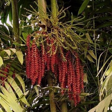 MAC ARTHUR CLUMPING PALM SEEDS 4 SALE HERE OZ $8+p/p
