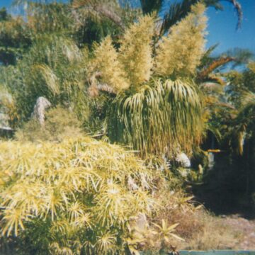 PONY TAIL PALM SEEDS 4 SALE HERE OZ $4 + p/p