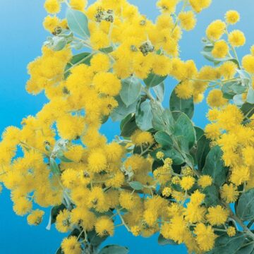 QLD SILVER WATTLE TREE SEEDS 4 SALE HERE OZ $4