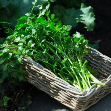 ITALIAN PARSLEY SEEDS FOR SALE HERE OZ $4+p/p