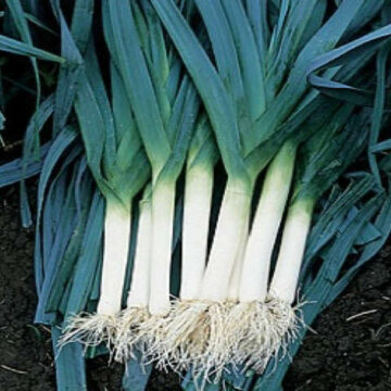 LEEK BLUE SOLAISE VEG SEEDS FOR SALE OZ $4+p/p