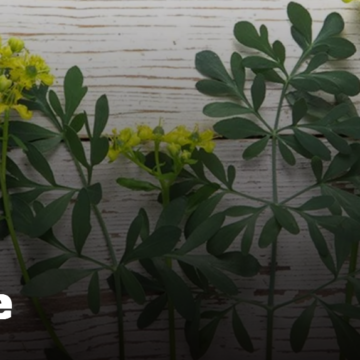 HOW TO GROW THE HERB RUE INFO ARTICLE GUIDE
