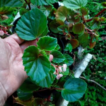 WAX BEGONIA PLANT CUTTINGS FOR SALE QLD OZ $5 + P/P