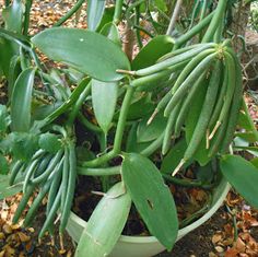 VANILLA ORCHID BEAN VINE CUTTING FOR SALE HERE QLD OZ $28 + P/P