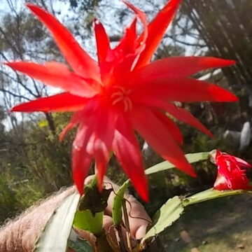 EASTER CACTUS CUTTINGS TANGERINE RARE COLOUR 4 SALE HERE QLD OZ $10