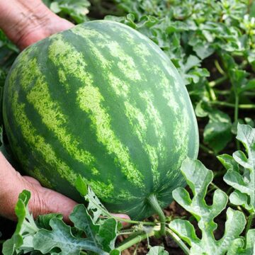HOW TO GROW THE BIGGEST SWEETEST WATERMELONS INFO VIDEO