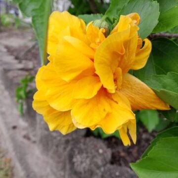 MORE HIBISCUS TO COME HERE YET-6 ASK