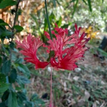 MORE HIBISCUS TO COME HERE YET-1 ASK