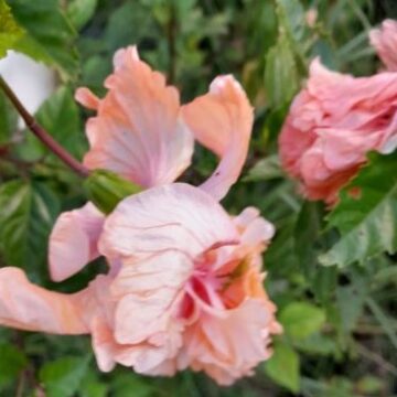 MORE HIBISCUS TO COME HERE YET-2 ASK