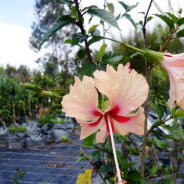 MORE HIBISCUS TO COME HERE YET-4 ASK