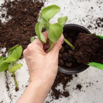 HOW TO PROPAGATE PLANTS FROM CUTTINGS. 15 INFO VIDEOS HERE
