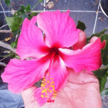 MORE HIBISCUS TO COME HERE YET-7 ASK