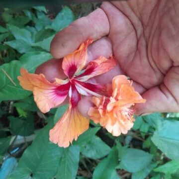 MORE HIBISCUS TO COME HERE YET-8 ASK