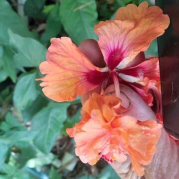 MORE HIBISCUS TO COME HERE YET-5 ASK