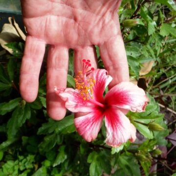MORE HIBISCUS TO COME HERE YET-3 ASK