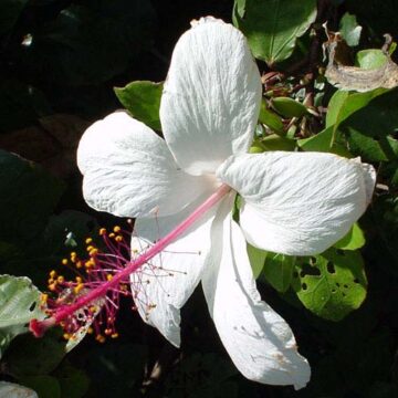 WHITE HIBISCUS PLANT CUTTINGS FOR SALE QLD OZ HERE $5+p/p