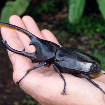 FIBREGLASS ANIMALS 4 SALE HERE OZ-GIANT INSECTS-WATCH VIDEOS