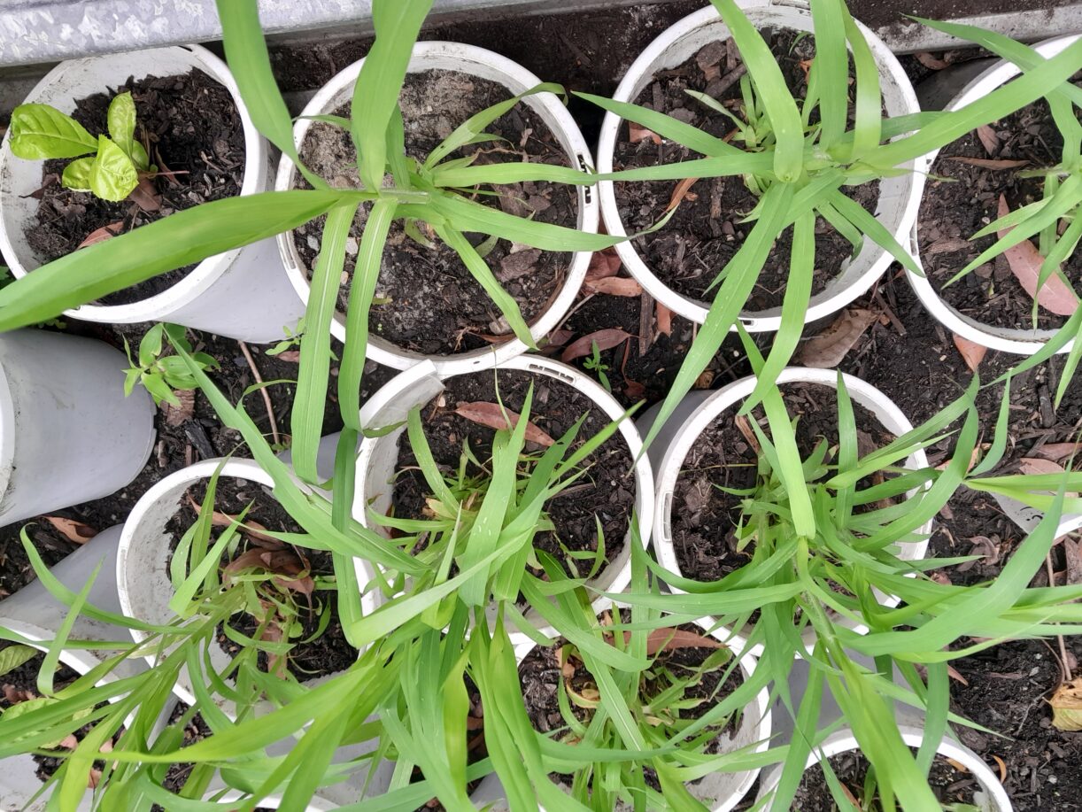 Bird Rass GET THESE BIRD GRASS CLUMPS TO ATTRACT FINCH BIRDS TO YOUR GARDEN $5 ...