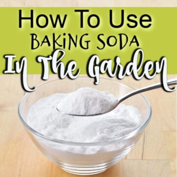 TIPS FOR USING BAKING SODA IN YOUR GARDEN WATCH INFO VIDEO