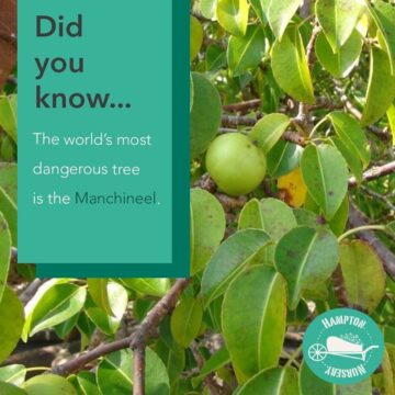 TOP DANGEROUS FRUITS & TREES IN THE WORLD VIEW INFO VIDEO
