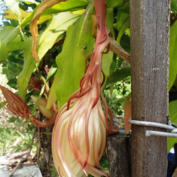MOONCATCHER PLANT CUTTINGS 4 SALE HERE QLD OZ $12