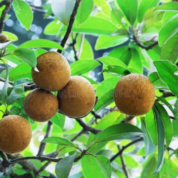 VIEW THESE UNUSUAL WORLD FRUITS IN THIS INFO VIDEO