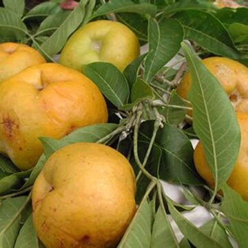 SOME OF THE MOST EXOTIC FRUITS ON EARTH INFO VIDEO