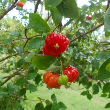 BRAZILIAN CHERRY TREES FOR SALE HERE QLD OZ $Neg