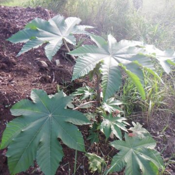 24 Plants and Trees You Should AVOID,Check out INFO VIDEO