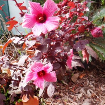 CRANBERRY HIBISCUS PLANT CUTTINGS 4 SALE HERE QLD OZ. $8