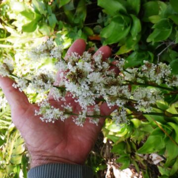CREEPING CHRISTIAN GROUND COVER PLANTS 4 SALE HERE QLD $5